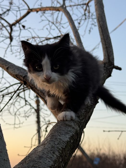 Кошенята безкоштовно