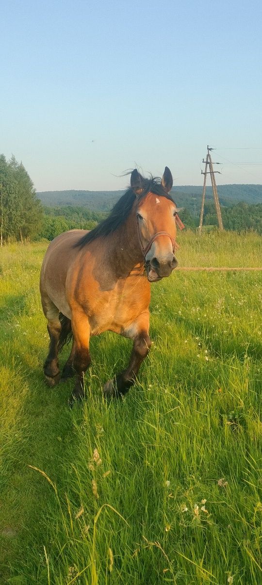 Sprzedam klacz ze źrebięciem