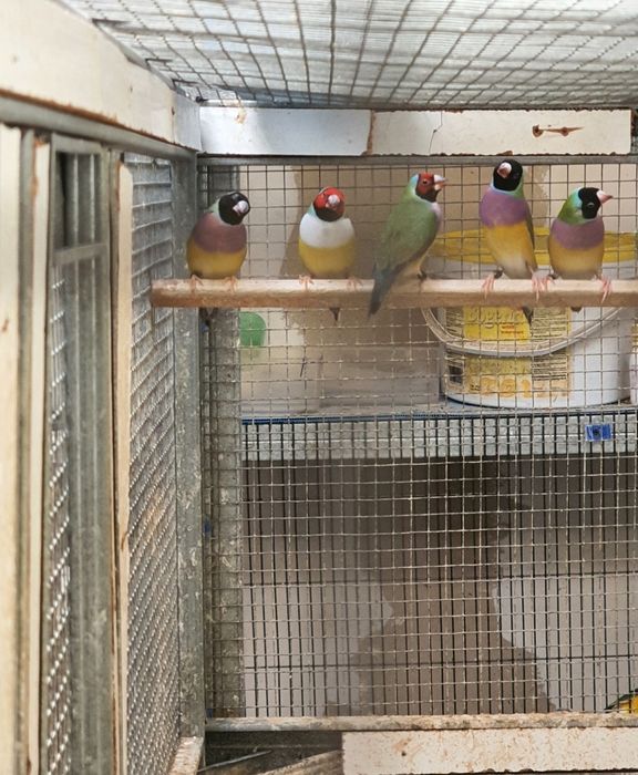 Diamante   Gold   aves de 2025