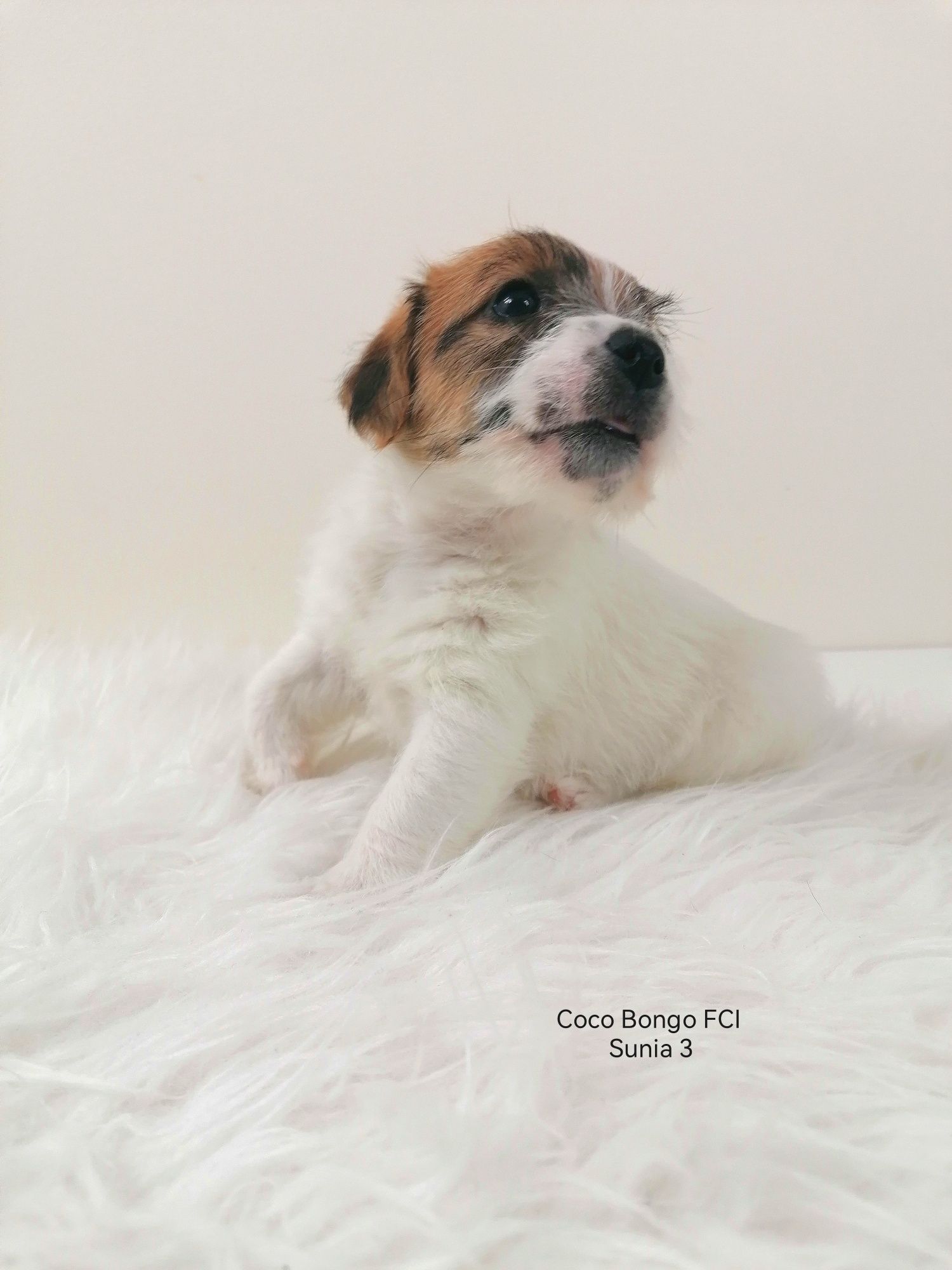 Jack Russell Terrier- biało- brązowa sunia z rodowodem FCI