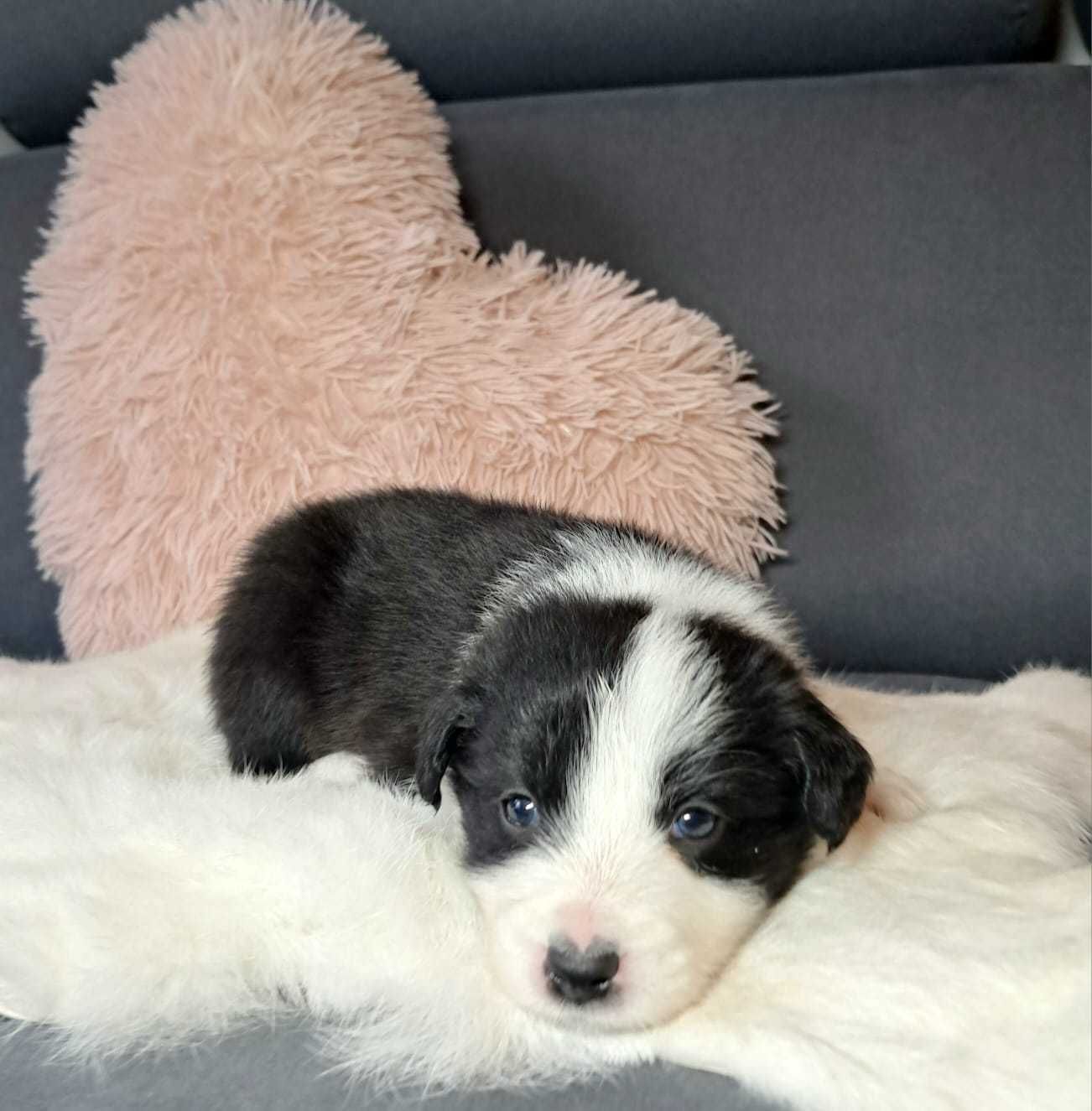 Śliczny szczeniak Border collie