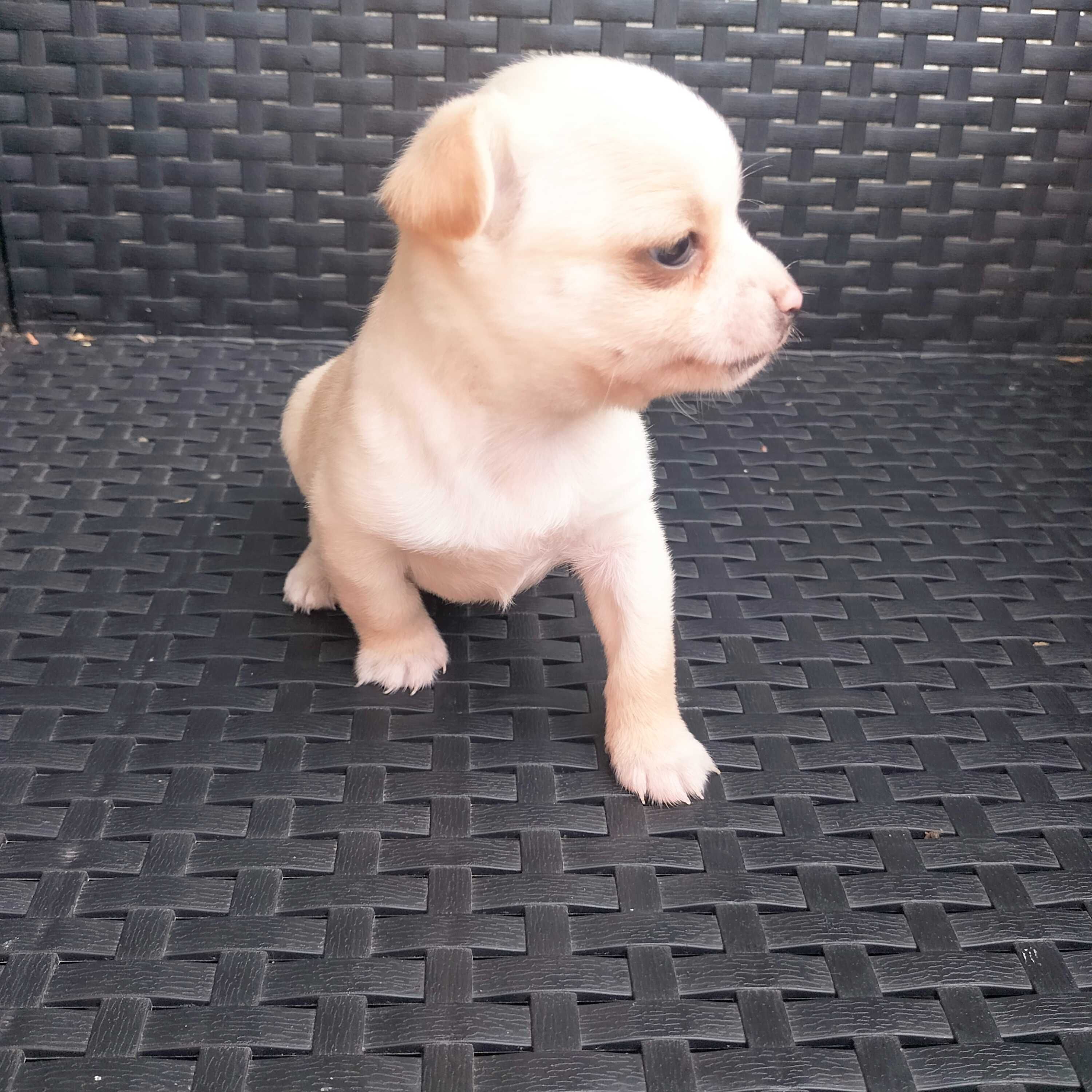 Chihuahua mini macho