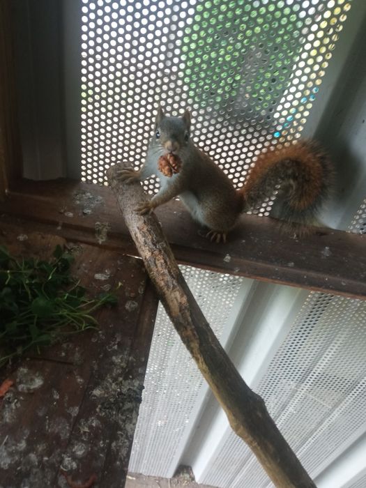 Sprzedam wewiórki hudsona