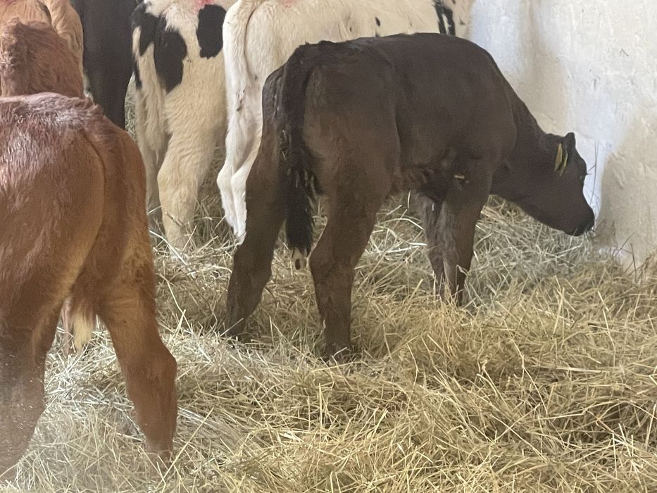 Cielaki byczki jałóweczki odsadki opasy