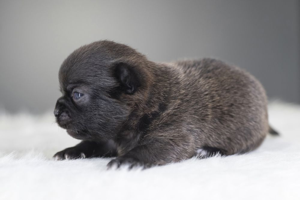 *CRYSTAL* Unikatowy piesek chihuahua