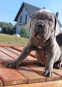 Cane Corso Italiano