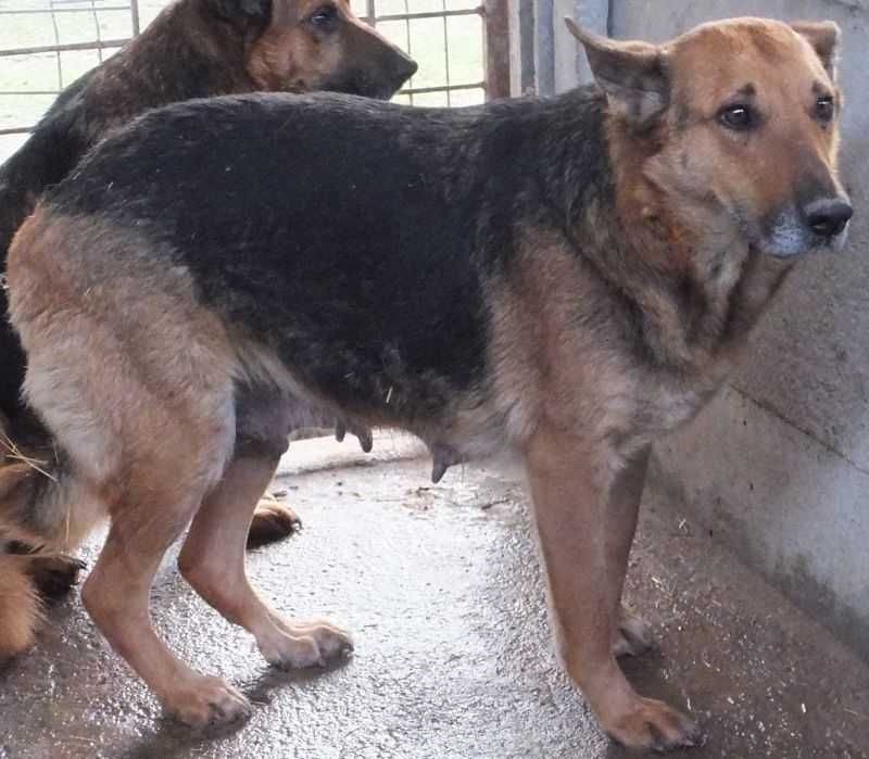 Lerwa suka w typie owczarka niemieckiego do adopcji