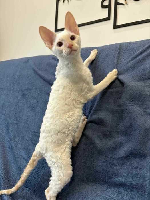 CORNISH REX Dostępny kocurek o imieniu YOSHI Hodowla: MatiMalwa*PL