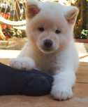 Akita inu japonês c/ lop