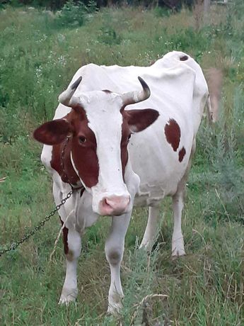 Продається молочна тільна корова