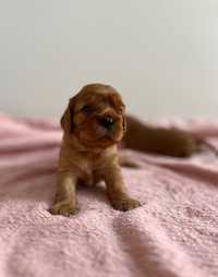 Cavalier King Charles Spaniel-piesek