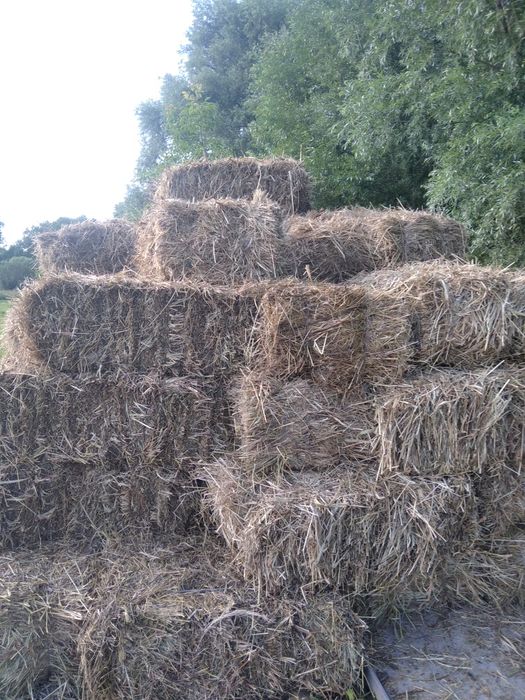 Продаю тюки сіна цього річного