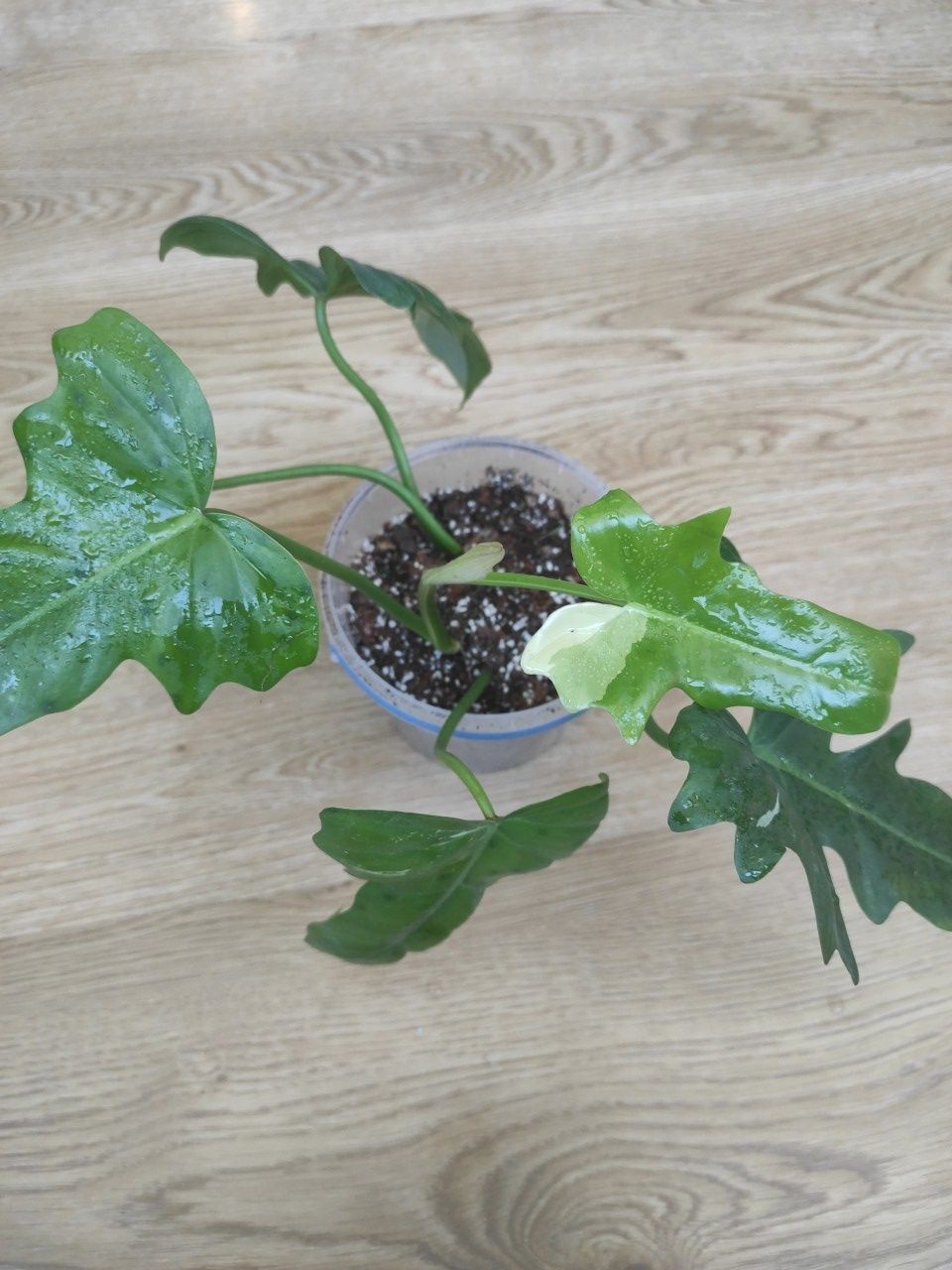 Філодендрон Minarum variegata