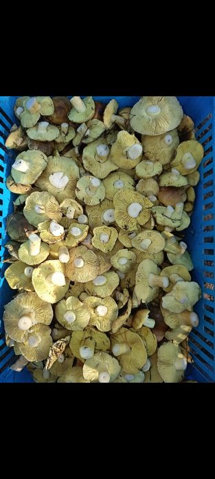 Gąska zielonka 5kg WYSYŁAM