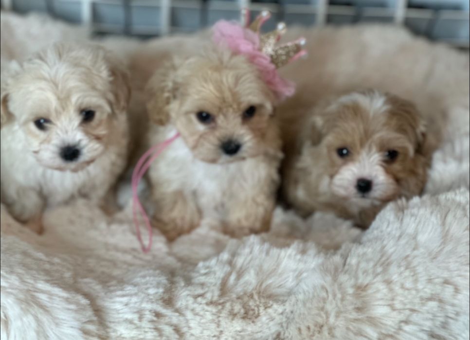 Maltipoo-Z certyfikatem