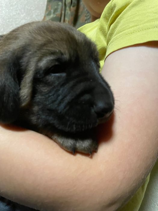 Oddam szczeniaki za darmo