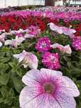 Supertunia vista Surfinia Petunia