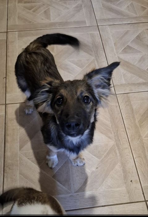 Віддам в добрі руки