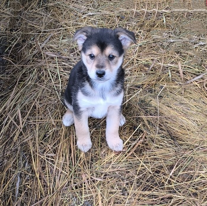 Щенки хаски, девочка