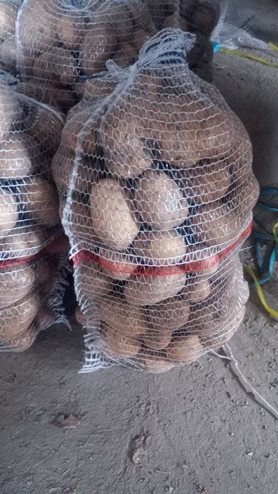 Ziemniaki jadalne noya