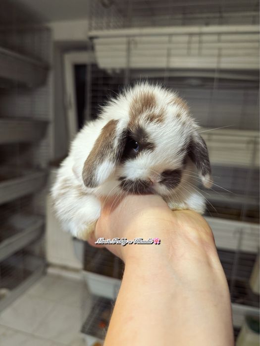 Mini lop / hodowla królików mini / metryka