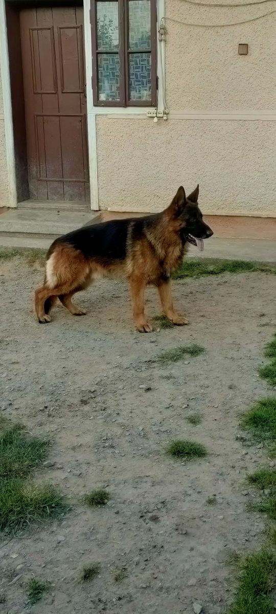В'язка кобель 4 роки
