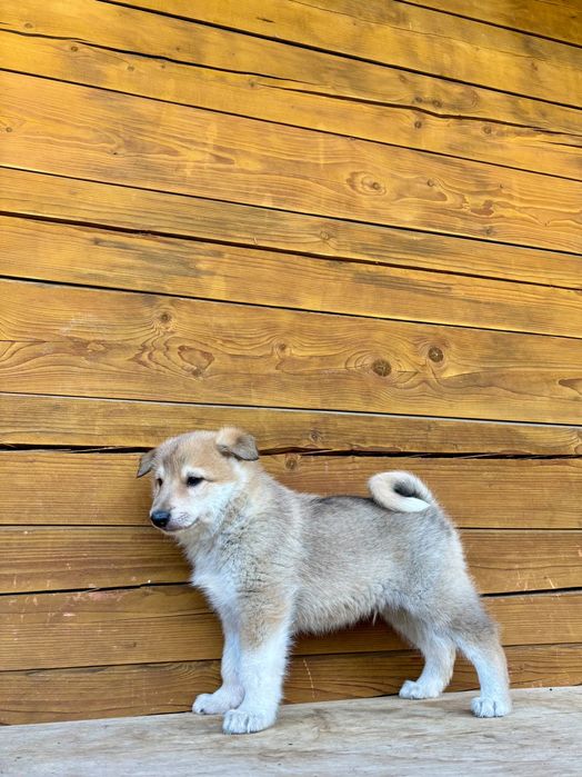 Łajka zachodniosyberyjska piesek