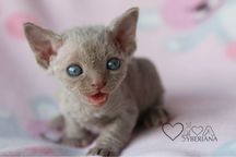 Devon rex Liliowy kocurek