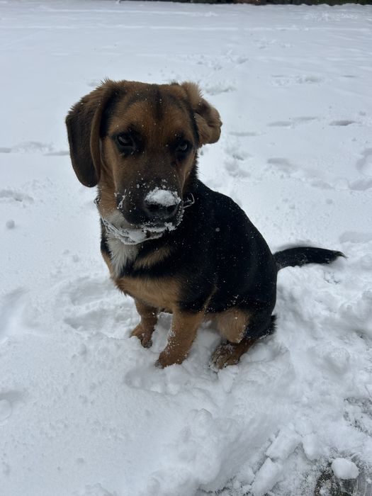 Oddam za darmo pieska Beagle mieszaniec