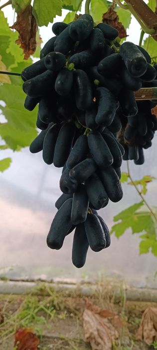 Avatar winorośli, winogrona