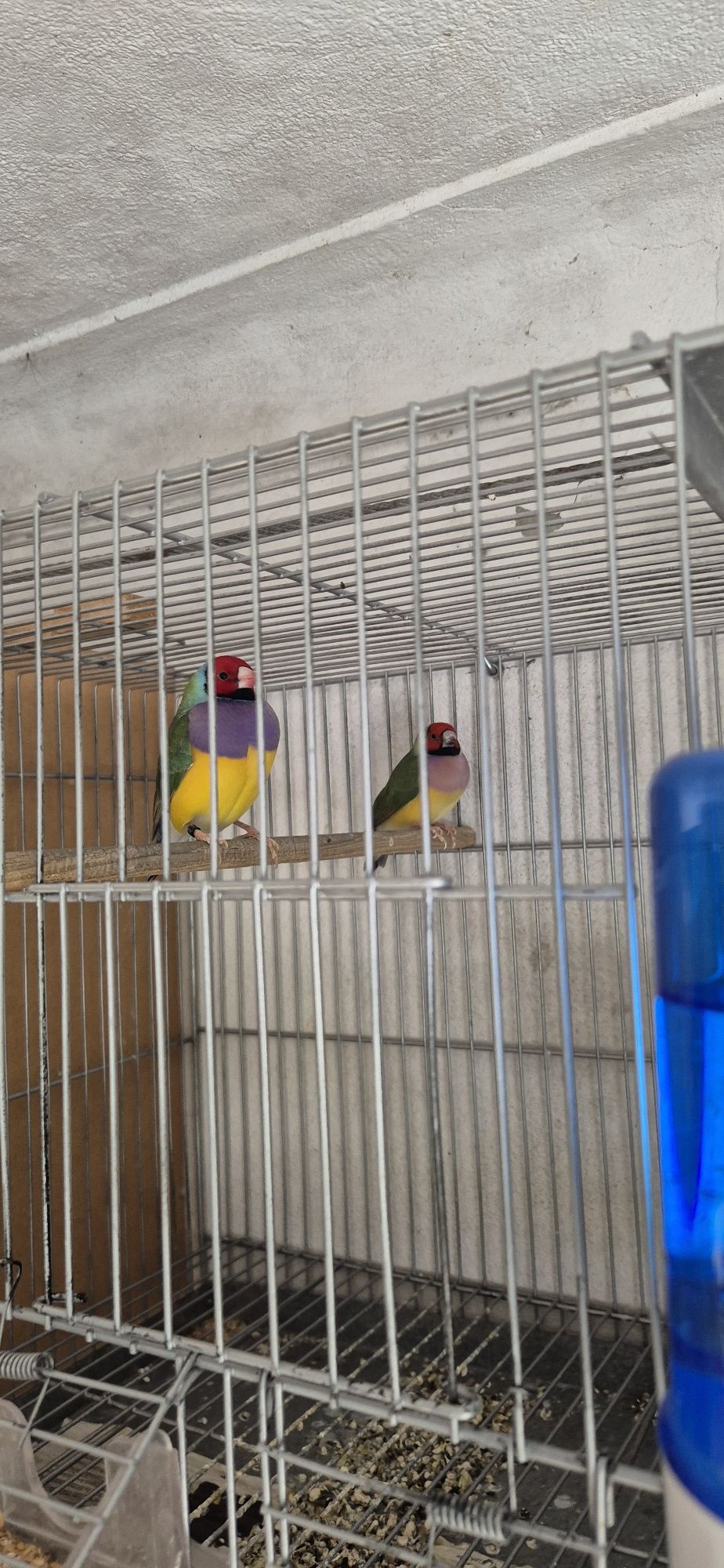 Lote de 10 diamantes  gould