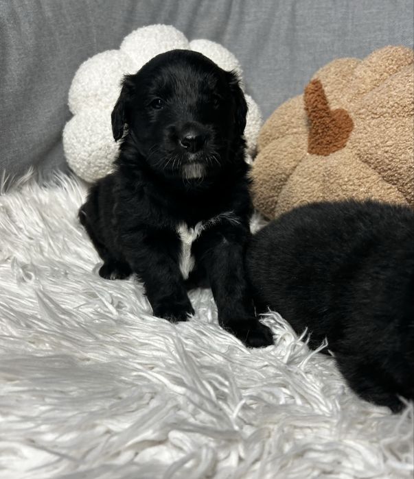 COLTRIEVER - mix Border Collie + Golden Retriever