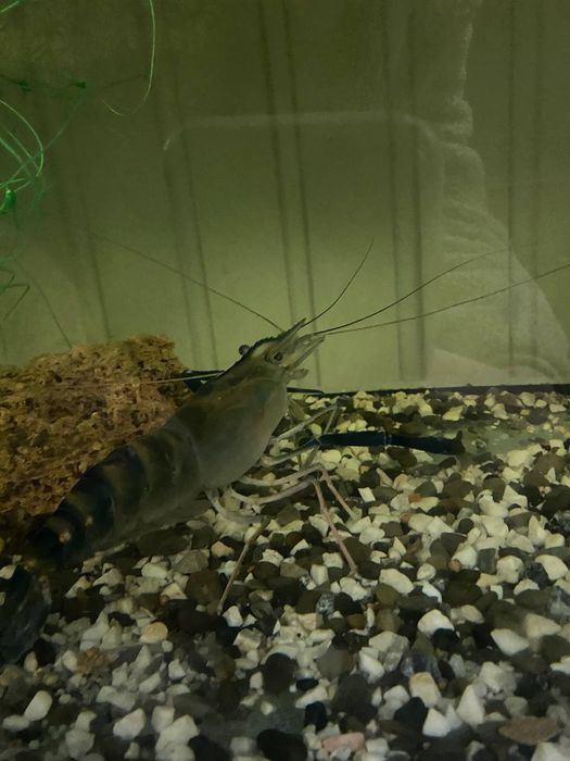 Креветка Розенберга