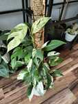Epipremnum pinnatum marble variegata