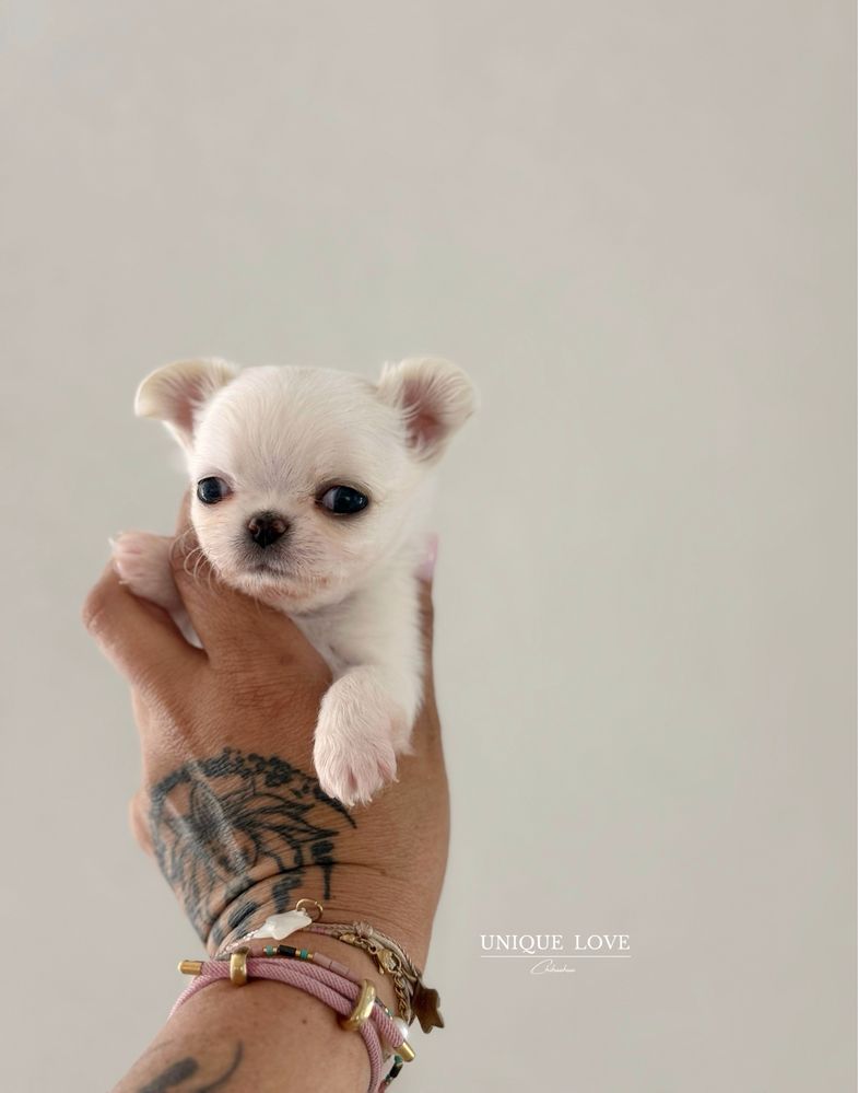 Mini Baby Doll dziewczynka Chihuahua ZKwP FCI