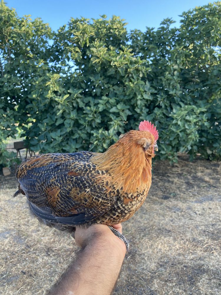 Frango cruzado de Araucana.