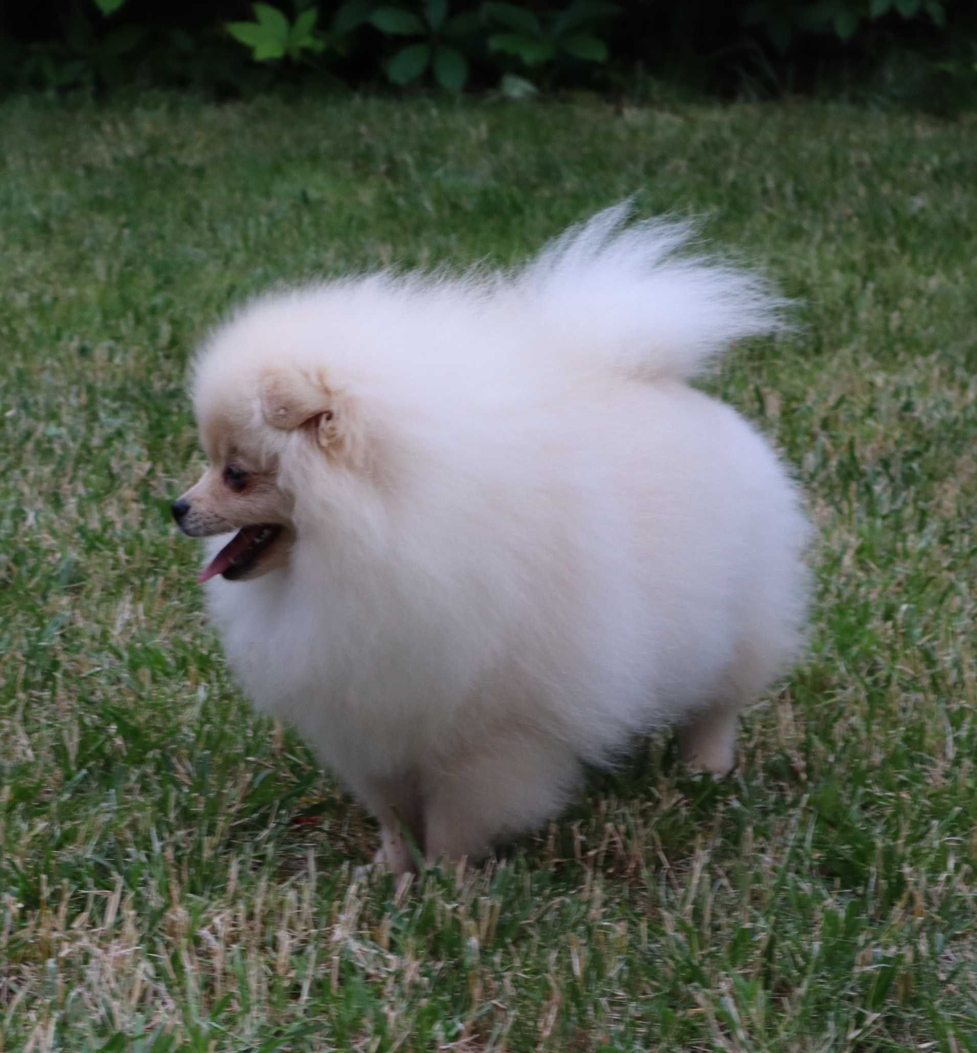 Piękna dziewczyna pomeranian
