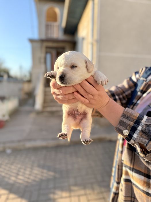 Цуценята лабрадора