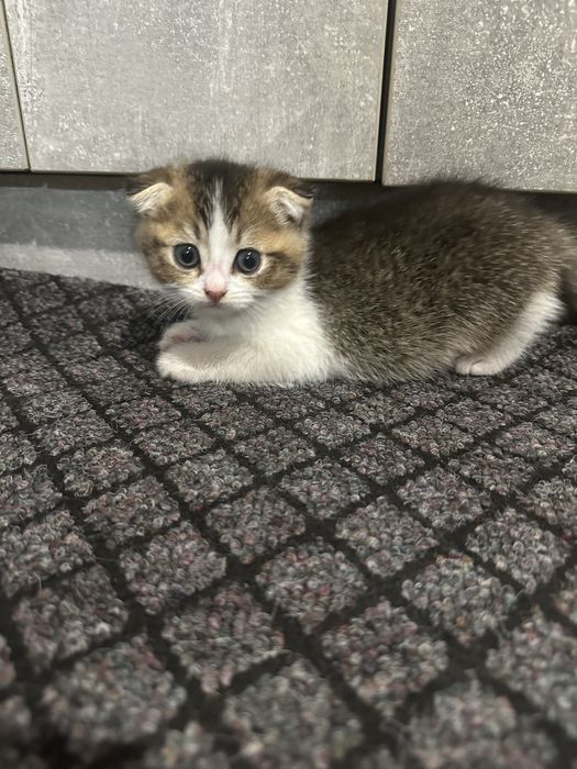 Віддам даром кошеняток