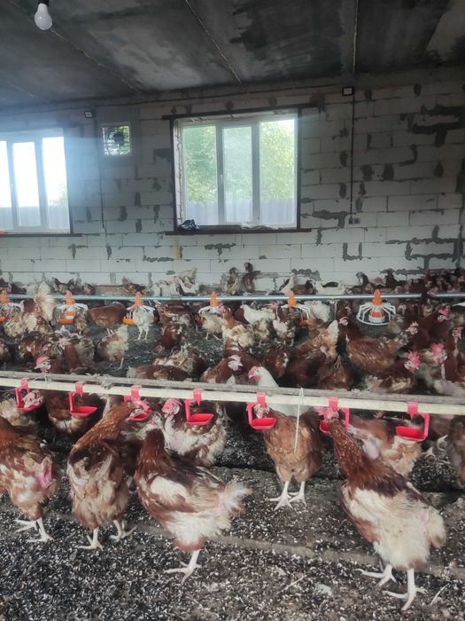 Шпанів! продам КУРЕЙ з безкоштовною доставкою!