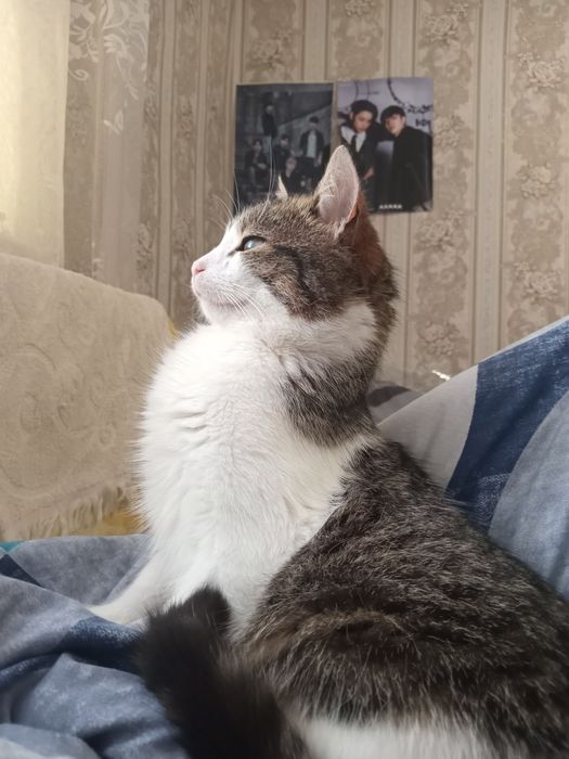 Віддам чудового котика в добрі руки