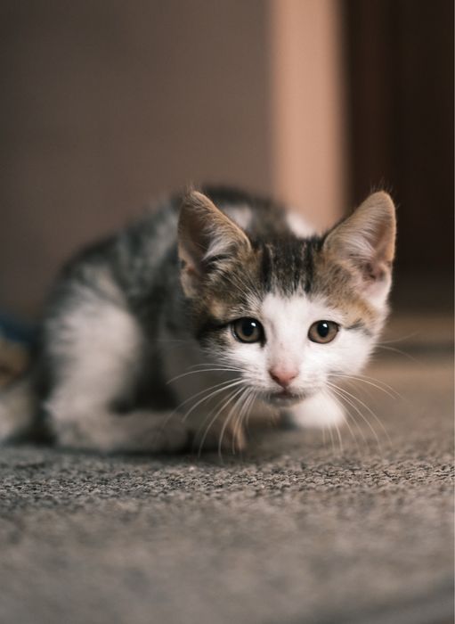 Dwa kotki do adopcji Łapy/Białystok