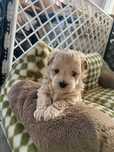 Maltipoo F1 piesek udokumentowane pochodzenie /typ  koreański/ b. mały