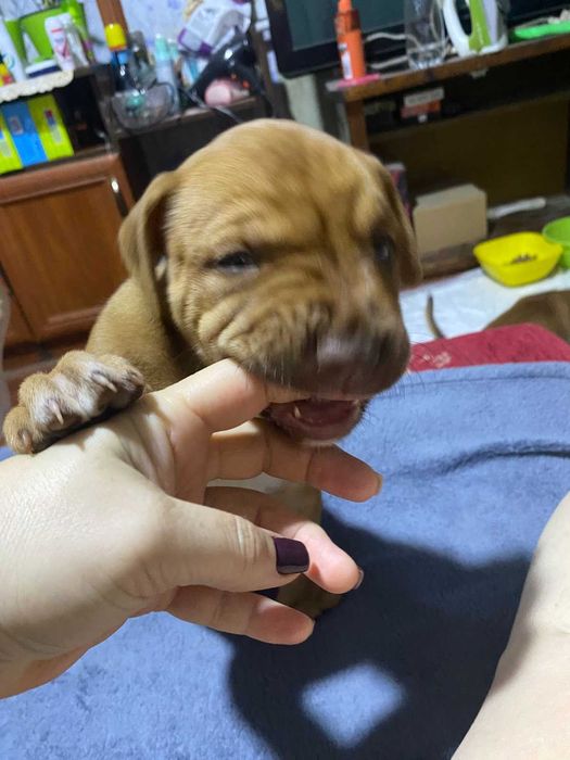 Щенок Стаффорда.