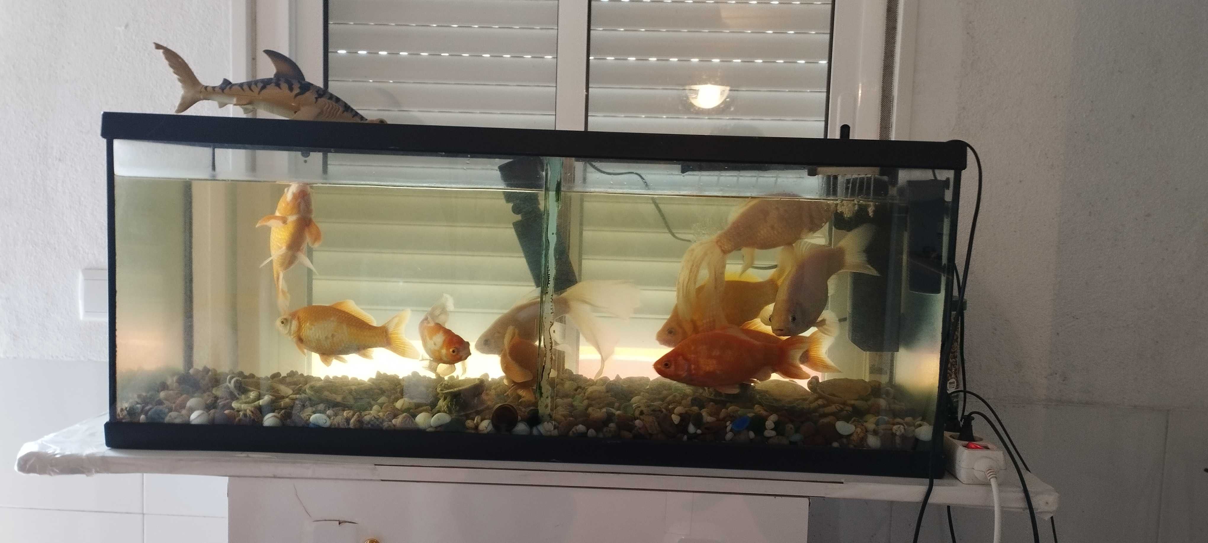 Aquário com 10 Peixes