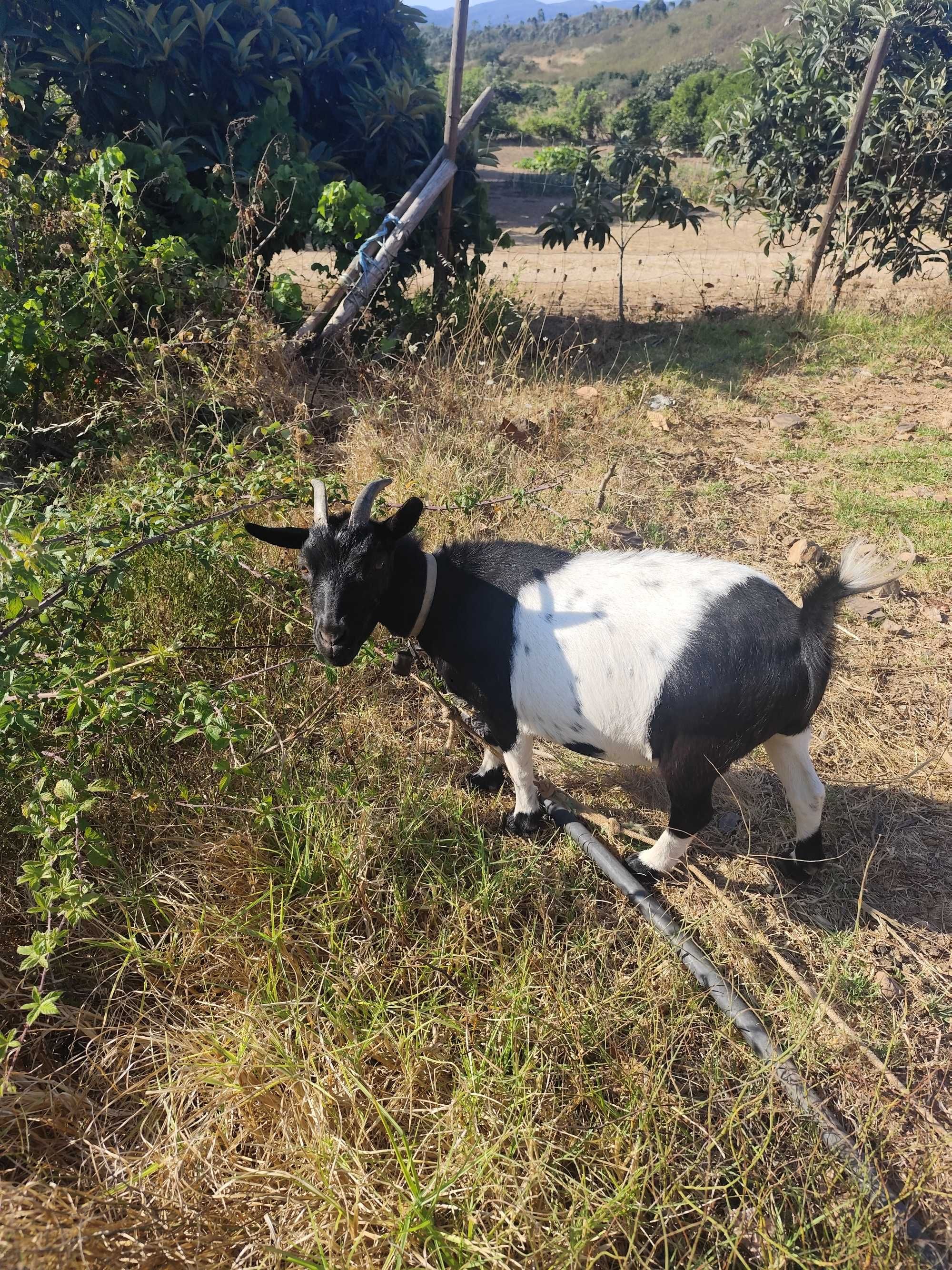 Cabra anã muito meiga