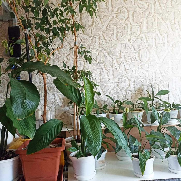 Спатифиллум. Крупные сорта.