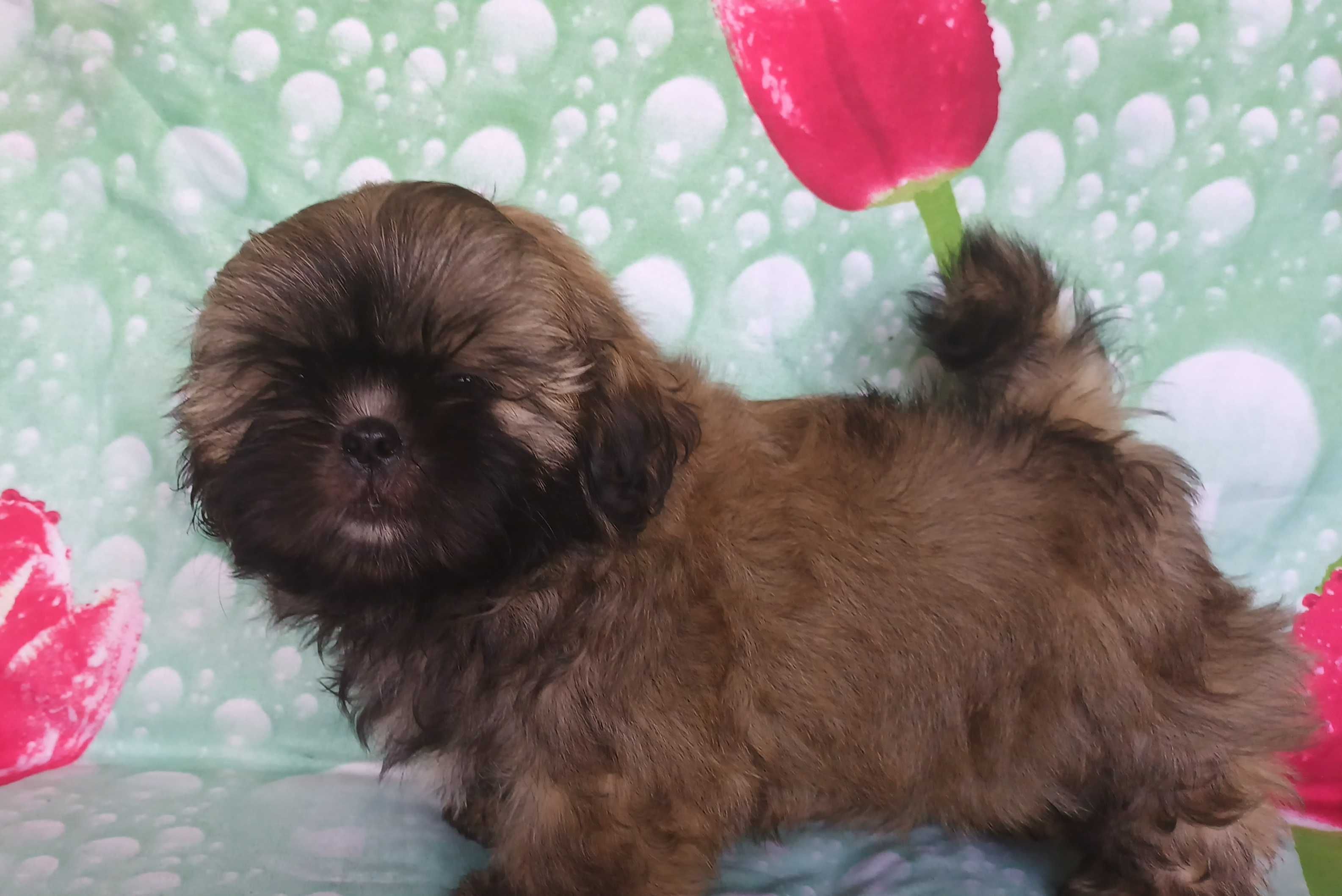 Shih Tzu puchaty piesek gotowy do odbioru