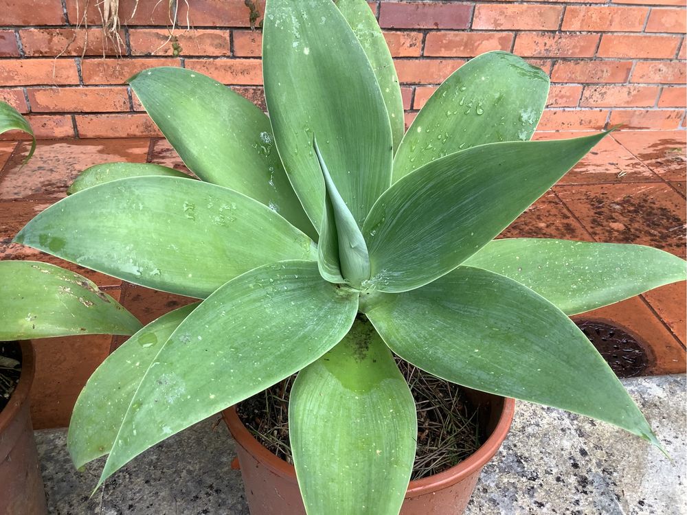 Agave dragão varios tamanhos