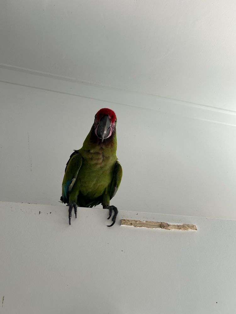 Vendo Arara militar